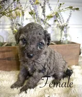 Peach, a female Bernedoodle for sale in Purdy, MO – 1 of 1