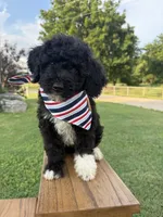 Kit, a female Bernedoodle for sale in Purdy, MO – 2 of 3