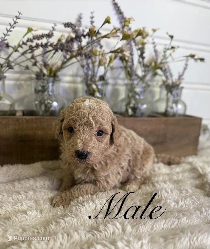 Rover – Bernedoodle puppy for sale in Purdy, MO