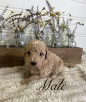 Rover, a male Bernedoodle for sale in Purdy, MO – 1 of 1
