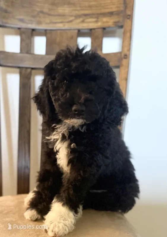 Kit – Bernedoodle puppy on hold in Purdy, MO