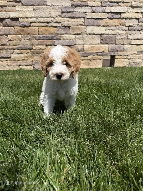 Lily – Bernedoodle puppy for sale in Purdy, MO