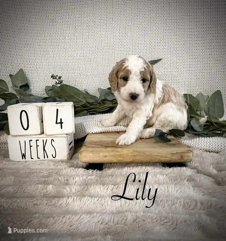 Lily – Bernedoodle puppy for sale in Purdy, MO