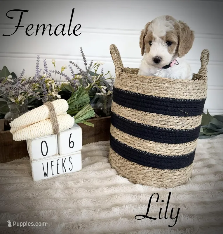 Lily – Bernedoodle puppy for sale in Purdy, MO