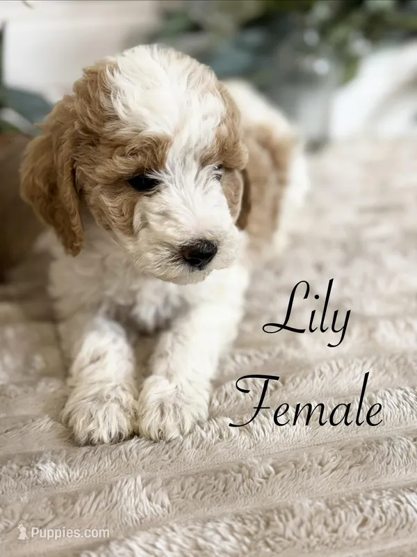 Lily – Bernedoodle puppy for sale in Purdy, MO