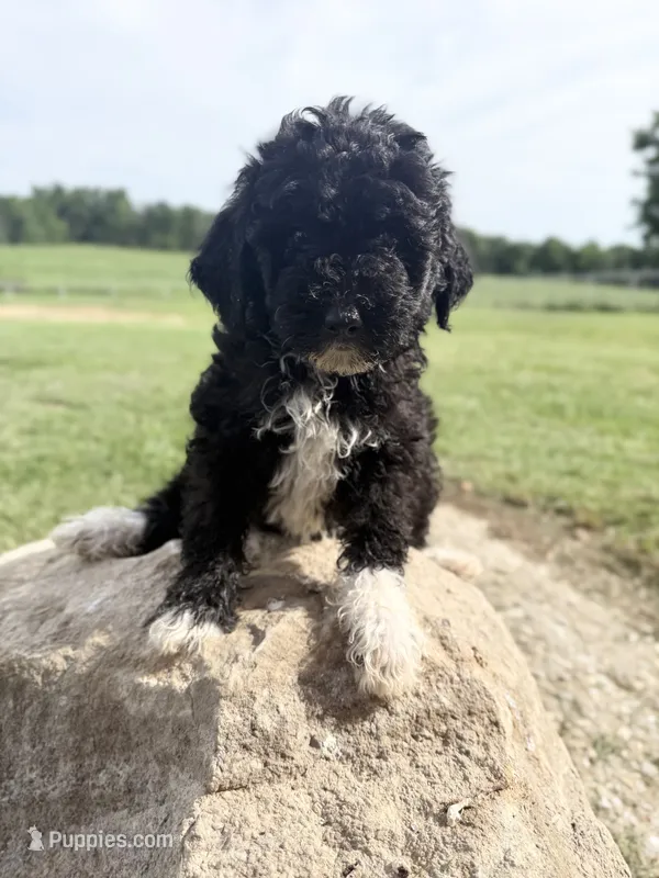 Kit – Bernedoodle puppy for sale in Purdy, MO