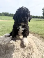 Kit, a female Bernedoodle for sale in Purdy, MO – 3 of 3