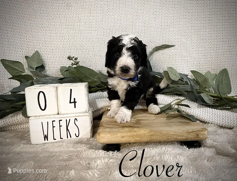 Clover – Bernedoodle puppy for sale in Purdy, MO