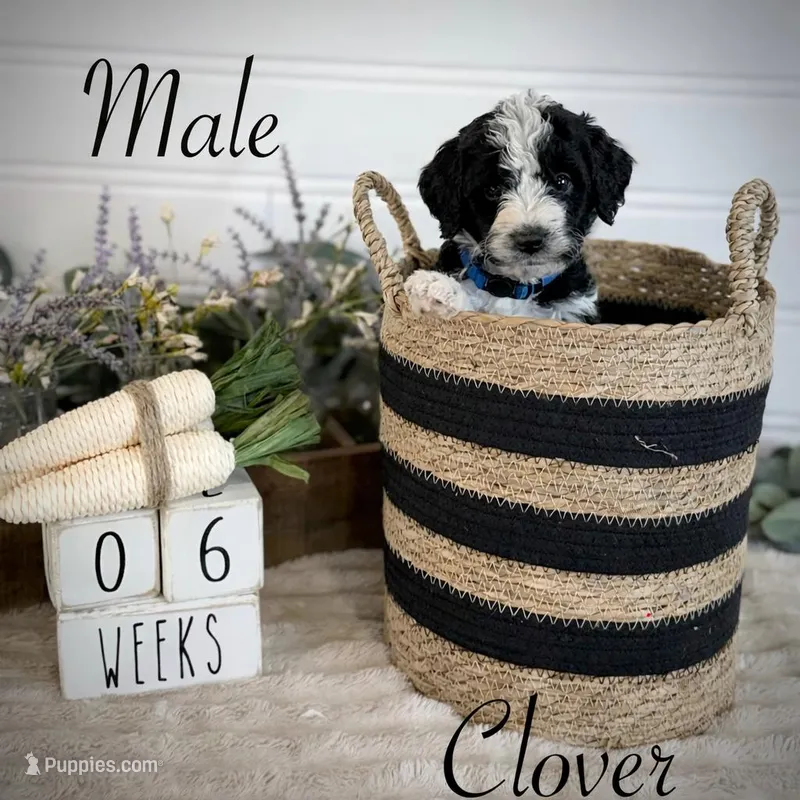 Clover – Bernedoodle puppy for sale in Purdy, MO