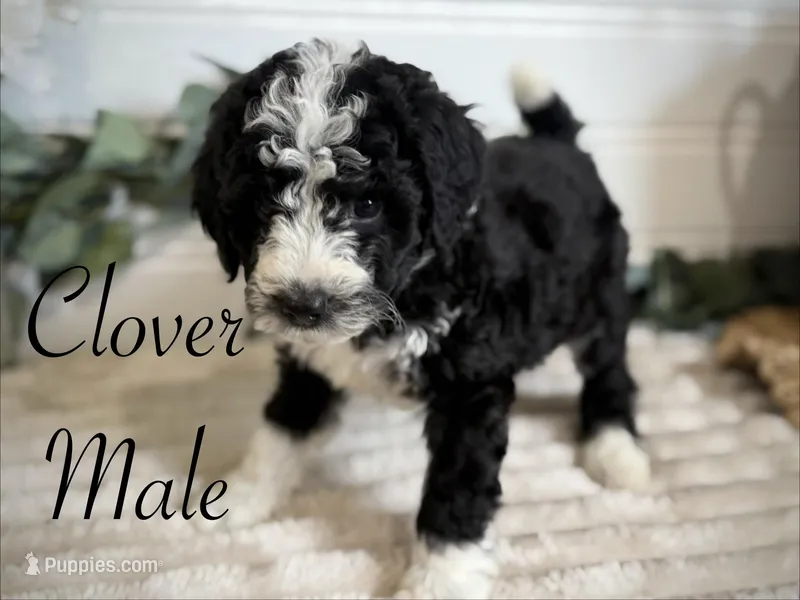 Clover – Bernedoodle puppy for sale in Purdy, MO