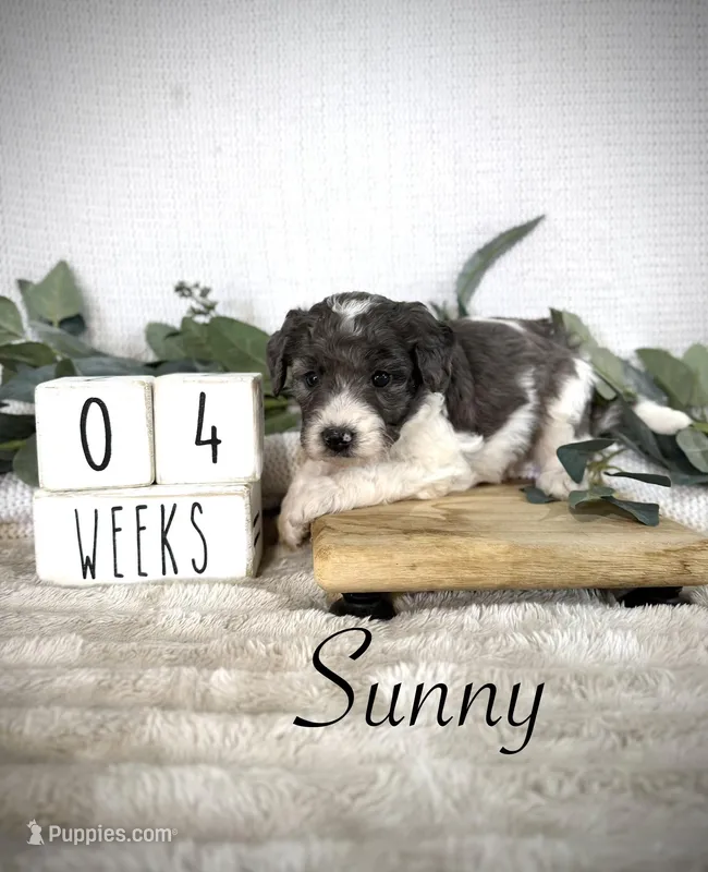 Sunny – Bernedoodle puppy for sale in Purdy, MO