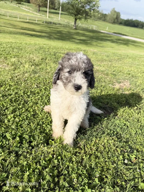 Sunny – Bernedoodle puppy for sale in Purdy, MO