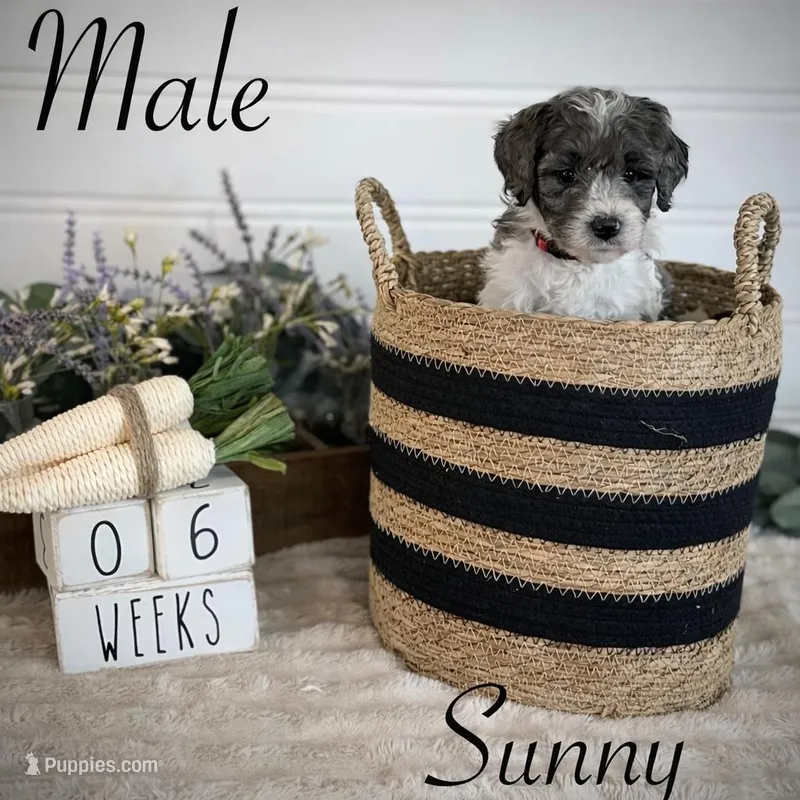 Sunny – Bernedoodle puppy for sale in Purdy, MO
