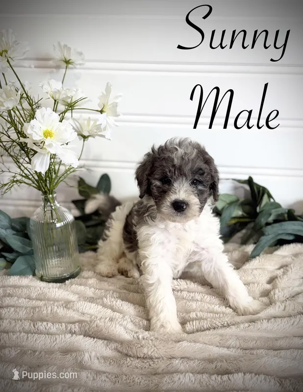 Sunny – Bernedoodle puppy for sale in Purdy, MO