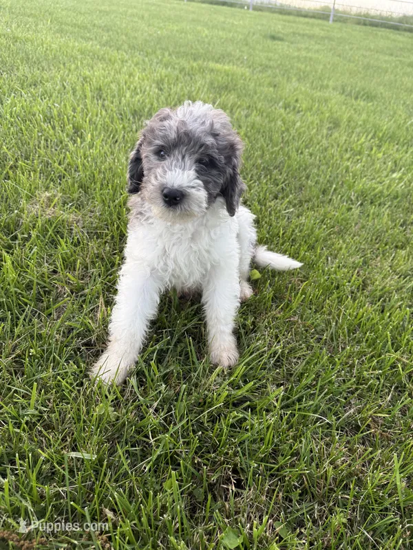 Sunny – Bernedoodle puppy for sale in Purdy, MO