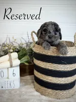 Willow, a female Bernedoodle for sale in Purdy, MO – 3 of 4