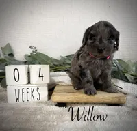 Willow, a female Bernedoodle for sale in Purdy, MO – 4 of 4