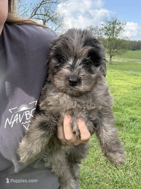 Willow – Bernedoodle puppy on hold in Purdy, MO