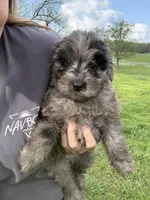 Willow, a female Bernedoodle for sale in Purdy, MO – 1 of 4