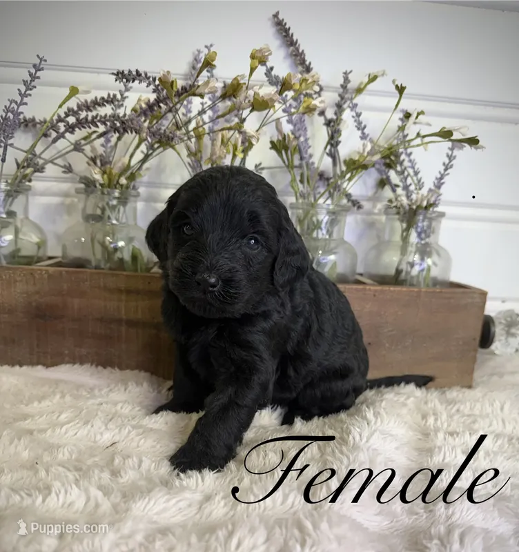 Sally – Bernedoodle puppy on hold in Purdy, MO