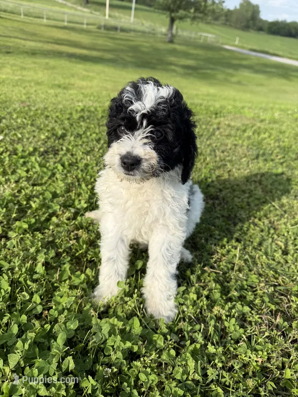 Iris – Bernedoodle puppy for sale in Purdy, MO