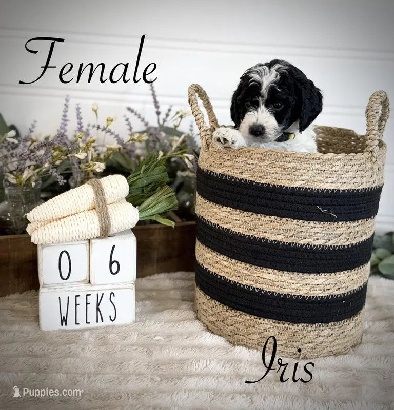 Iris – Bernedoodle puppy for sale in Purdy, MO