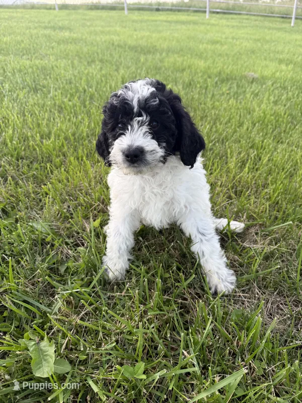 Iris – Bernedoodle puppy for sale in Purdy, MO
