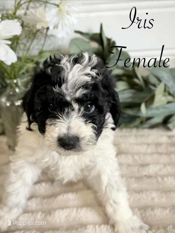 Iris – Bernedoodle puppy for sale in Purdy, MO