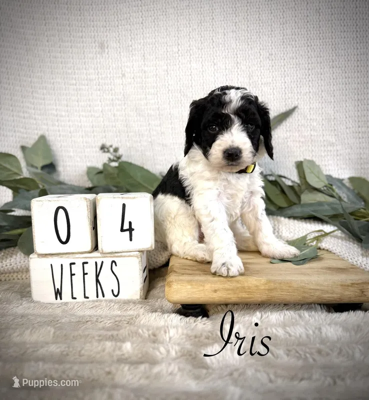 Iris – Bernedoodle puppy for sale in Purdy, MO