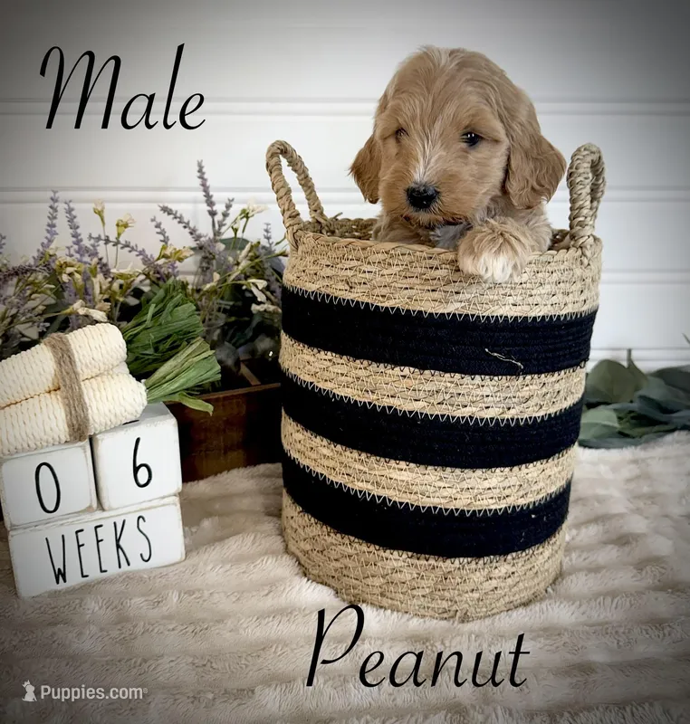 Peanut – Bernedoodle puppy for sale in Purdy, MO