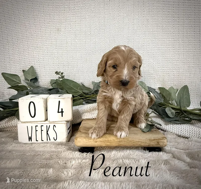 Peanut – Bernedoodle puppy for sale in Purdy, MO