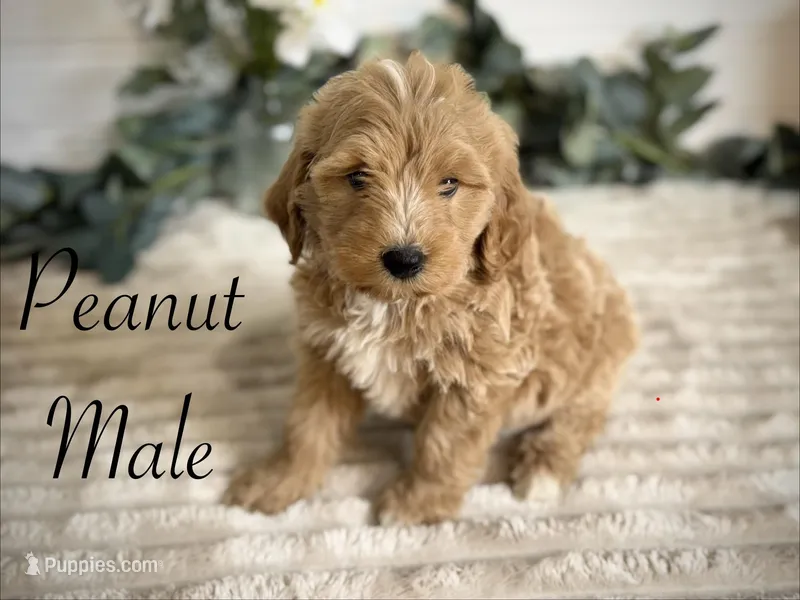 Peanut – Bernedoodle puppy for sale in Purdy, MO