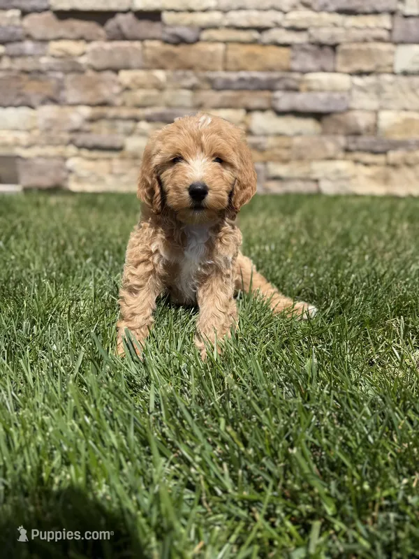 Peanut – Bernedoodle puppy for sale in Purdy, MO