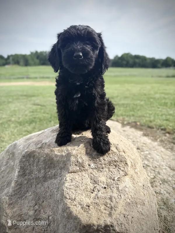 Sandy – Bernedoodle puppy for sale in Purdy, MO