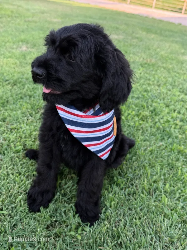 Sandy – Bernedoodle puppy for sale in Purdy, MO