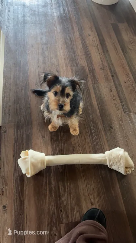 Challa – Mini Yorkshire Aussie puppy for sale in Broken Arrow, OK