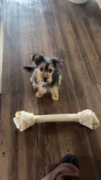 Challa, a male Mini Yorkshire Aussie for sale in Broken Arrow, OK – 1 of 6