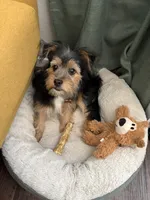 Challa, a male Mini Yorkshire Aussie for sale in Broken Arrow, OK – 4 of 6