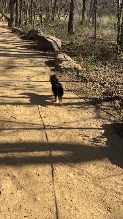 Challa, a male Mini Yorkshire Aussie for sale in Broken Arrow, OK – 6 of 6