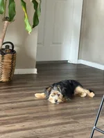 Challa, a male Mini Yorkshire Aussie for sale in Broken Arrow, OK – 2 of 6