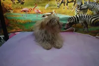 tiny tiny, a male Biewer for sale in Jefferson, SC – 9 of 9