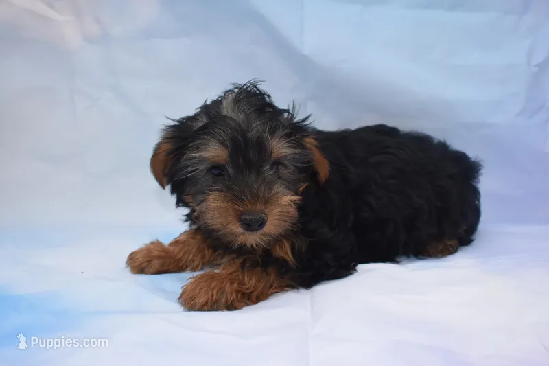 white face mork – Morkie puppy for sale in Jefferson, SC
