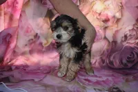 white face mork, a male Morkie for sale in Jefferson, SC – Photo 3 of 4