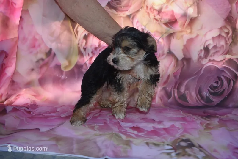 white face mork – Morkie puppy for sale in Jefferson, SC