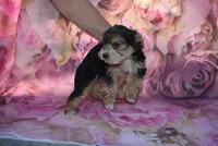white face mork, a male Morkie for sale in Jefferson, SC – Photo 1 of 4