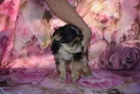 white face mork, a male Morkie for sale in Jefferson, SC – Photo 2 of 4