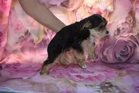 white face mork, a male Morkie for sale in Jefferson, SC – Photo 4 of 4