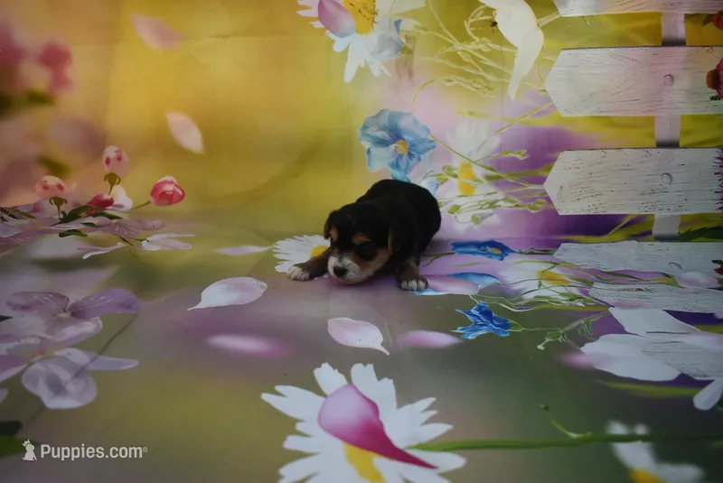 white face mork – Morkie puppy for sale in Jefferson, SC