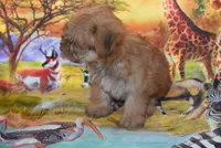 Little morkie, a male Maltese and Yorkshire Terrier for sale in Jefferson, SC – 2 of 3