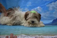 tiny tiny, a male Biewer for sale in Jefferson, SC – 1 of 6